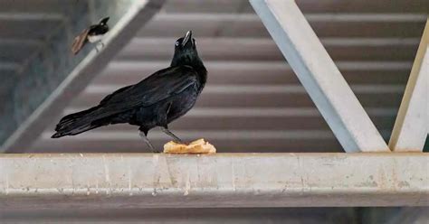 加古川駅 駐車場 安い そして、なぜカラスは駐車場でパンを食べるのか？